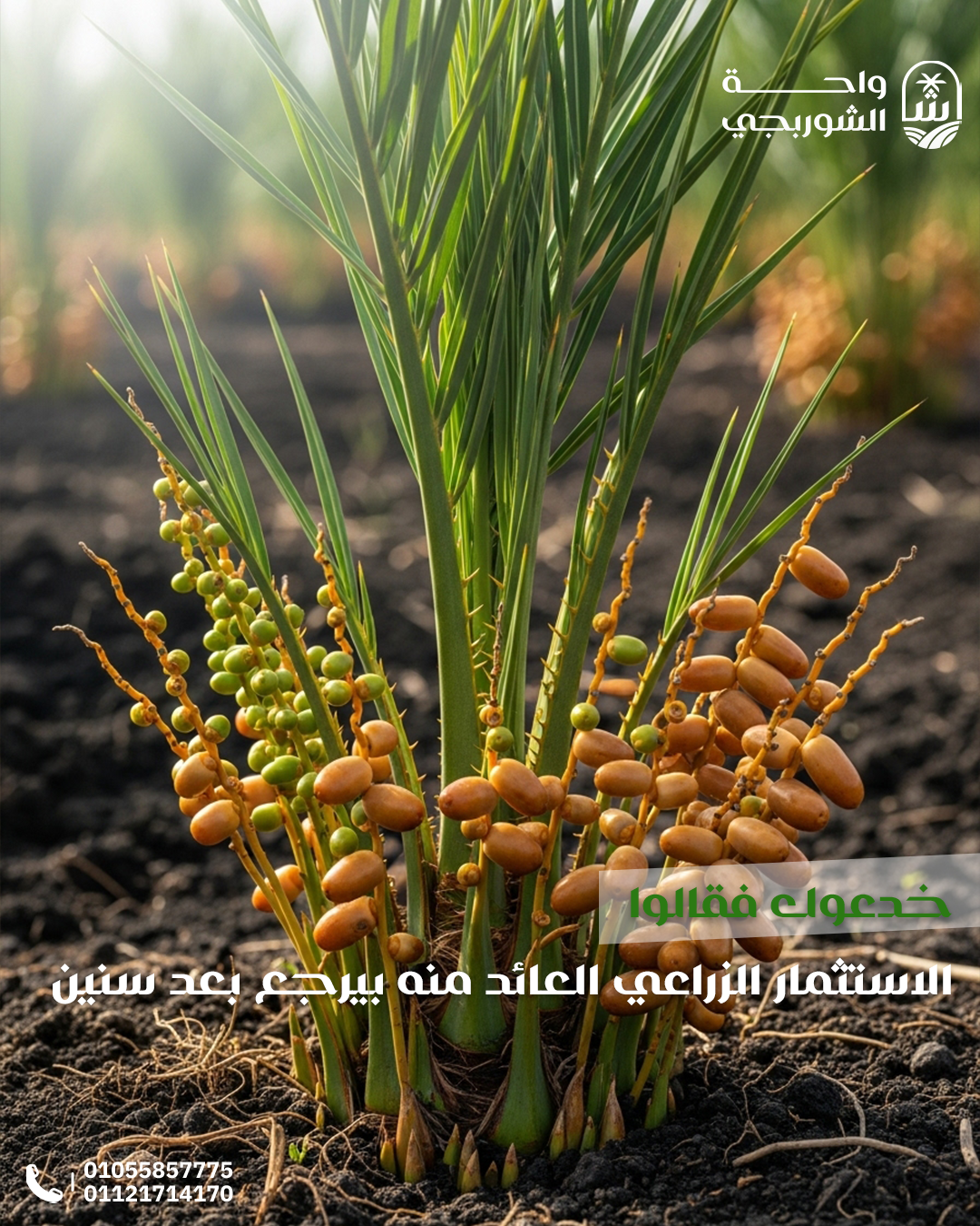 Social Media Designs for El Shorbagy Oasis